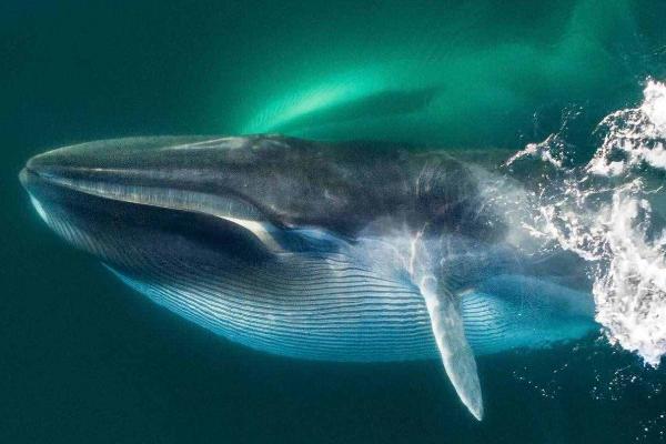 鲸鱼是用什么进行呼吸的，是用肺来呼吸的
