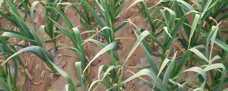 大蒜年前需要打药吗