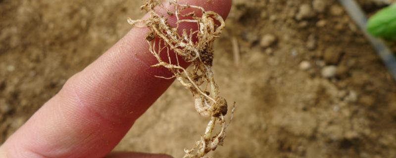 根结线虫逐年加重原因