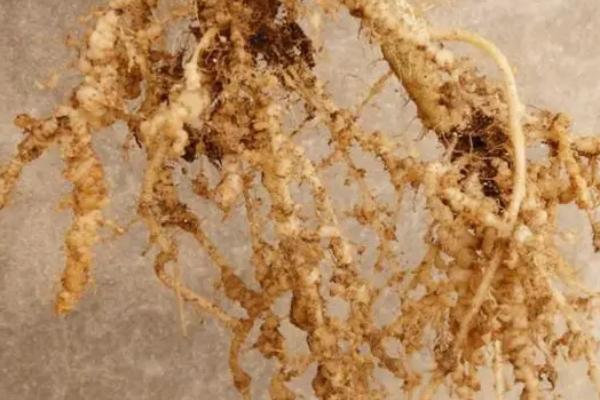 根结线虫逐年加重原因，可能是土壤类型不适或施用了未腐熟的有机肥等