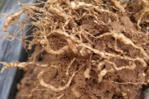 根结线虫逐年加重原因，可能是土壤类型不适或施用了未腐熟的有机肥等