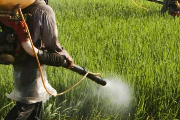 根结线虫逐年加重原因，可能是土壤类型不适或施用了未腐熟的有机肥等