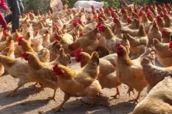 鸡认识主人吗，长期饲养可以让它们认主