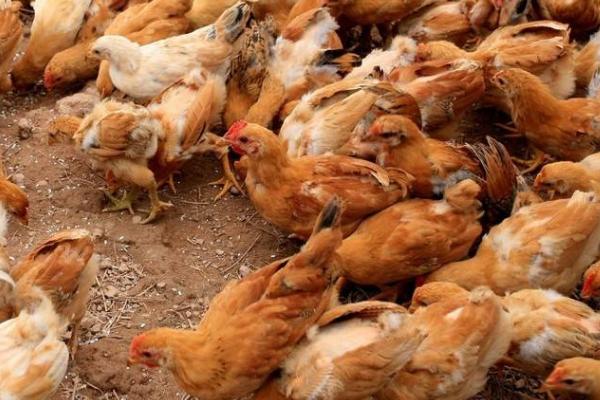 鸡认识主人吗，长期饲养可以让它们认主