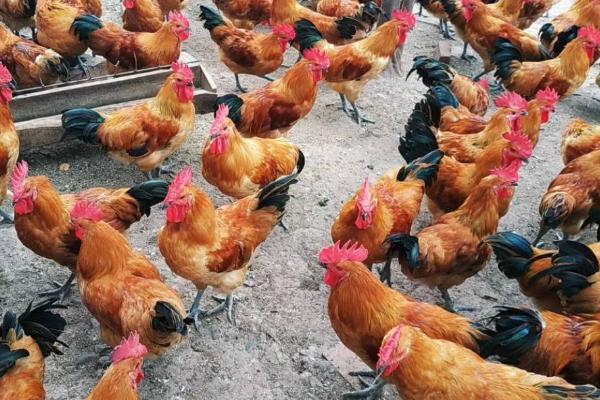 鸡认识主人吗，长期饲养可以让它们认主