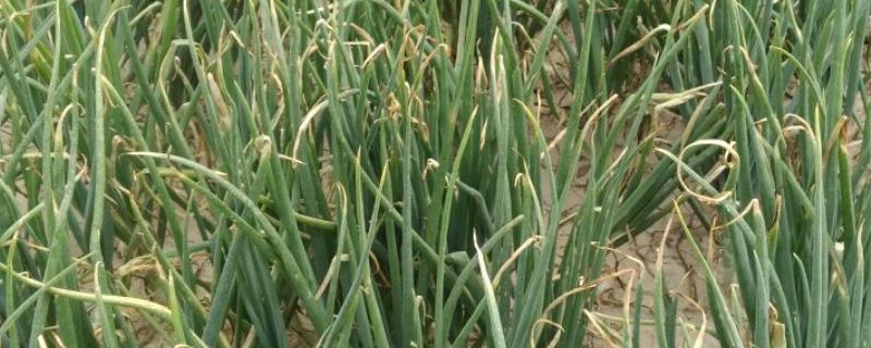 葱叶枯黄怎么办