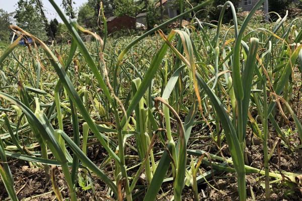 葱叶枯黄怎么办，应根据实际情况采取措施