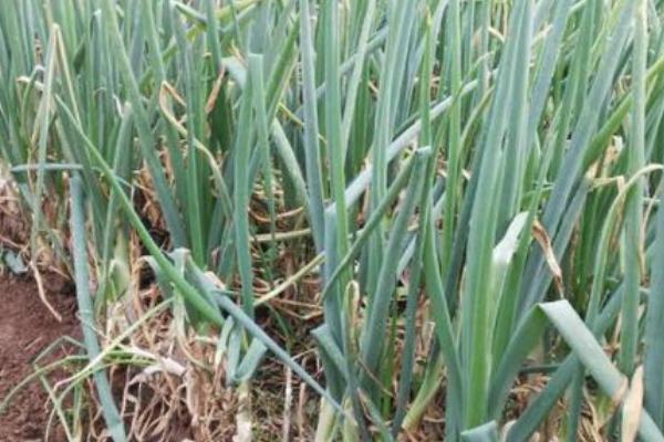 葱叶枯黄怎么办，应根据实际情况采取措施