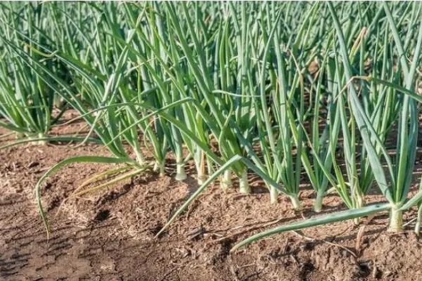葱叶枯黄怎么办，应根据实际情况采取措施