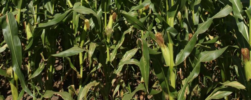 强硕88玉米种的特征特性