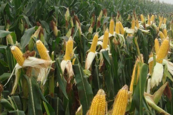 强硕88玉米种的特征特性，从出苗至成熟需要103.4天