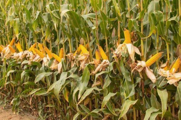 强硕88玉米种的特征特性，从出苗至成熟需要103.4天