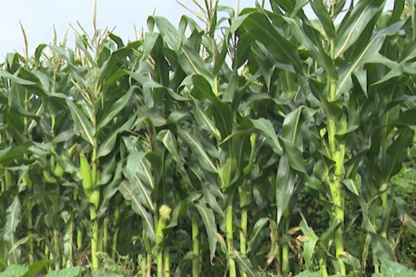 强硕88玉米种的特征特性，从出苗至成熟需要103.4天