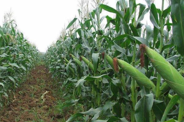 强硕88玉米种的特征特性，从出苗至成熟需要103.4天