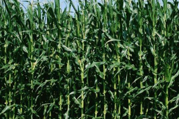 强硕88玉米种的特征特性，从出苗至成熟需要103.4天