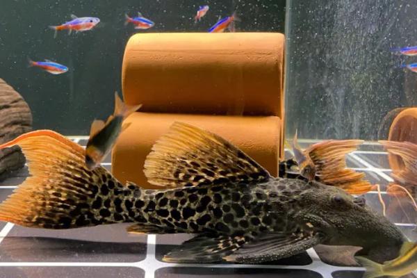 清缸鱼的种类，包括清道夫、青苔鼠、吻鲈等品种