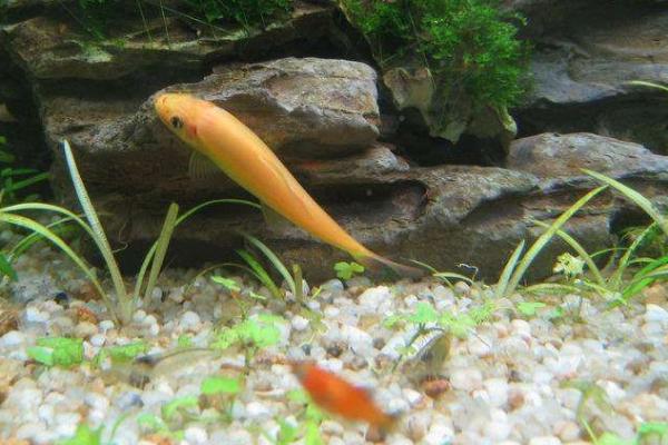 清缸鱼的种类，包括清道夫、青苔鼠、吻鲈等品种