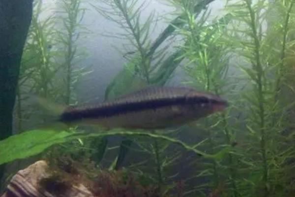 清缸鱼的种类，包括清道夫、青苔鼠、吻鲈等品种