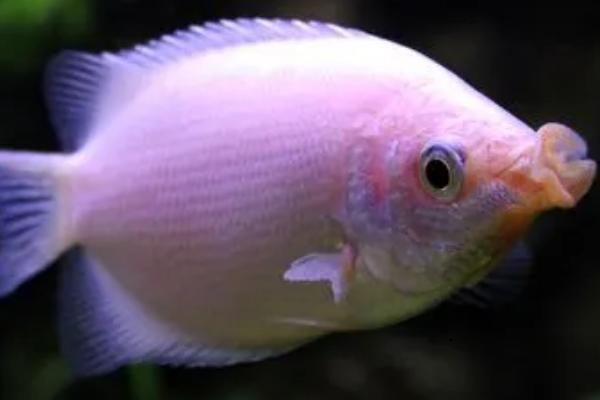 清缸鱼的种类，包括清道夫、青苔鼠、吻鲈等品种