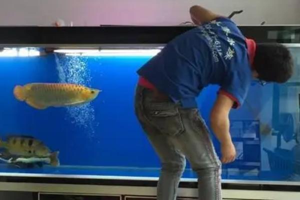 清缸鱼的种类，包括清道夫、青苔鼠、吻鲈等品种