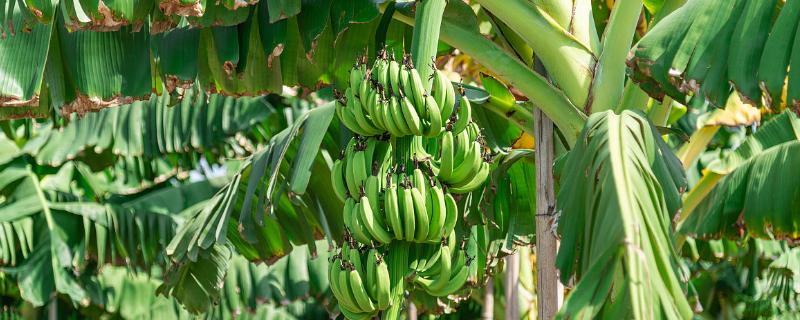香蕉的种植条件