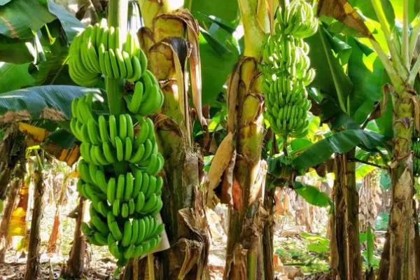 香蕉的种植条件，选择冲积壤土或腐殖质壤土为宜