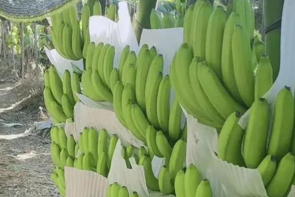 香蕉的种植条件，选择冲积壤土或腐殖质壤土为宜