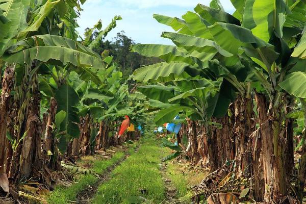 香蕉的种植条件，选择冲积壤土或腐殖质壤土为宜