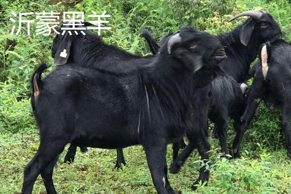 山羊的品种，可分为乳用型、肉用型、绒用型