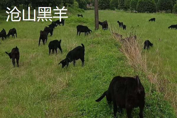 山羊的品种，可分为乳用型、肉用型、绒用型