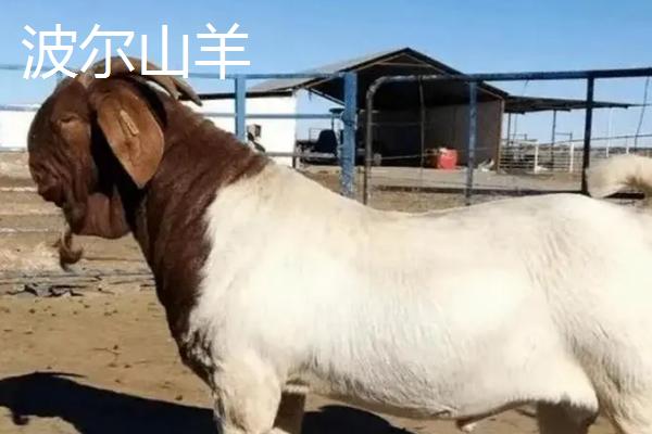 山羊的品种，可分为乳用型、肉用型、绒用型