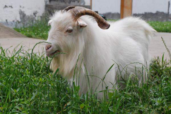 山羊的品种，可分为乳用型、肉用型、绒用型