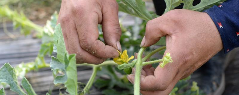 西瓜人工授粉需要注意什么
