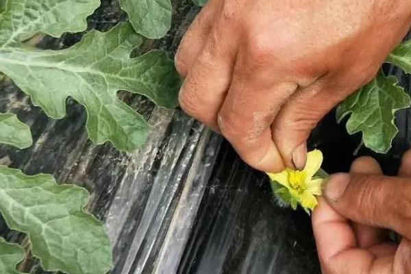 西瓜人工授粉需要注意什么，授粉时间要选在早上9点前