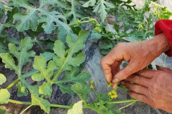 西瓜人工授粉需要注意什么，授粉时间要选在早上9点前