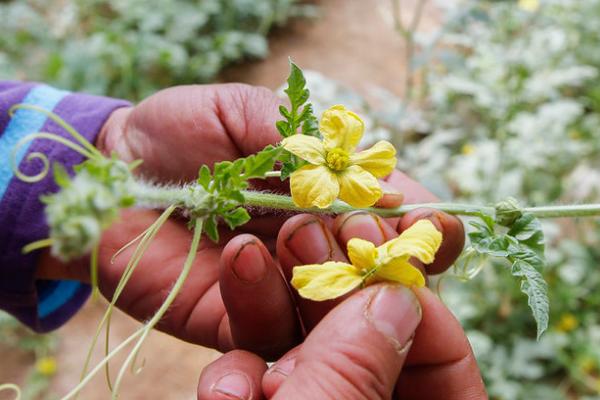 西瓜人工授粉需要注意什么，授粉时间要选在早上9点前