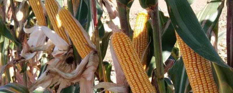 福地201玉米种子简介