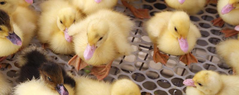 鸭子直接喂生大米可以吗