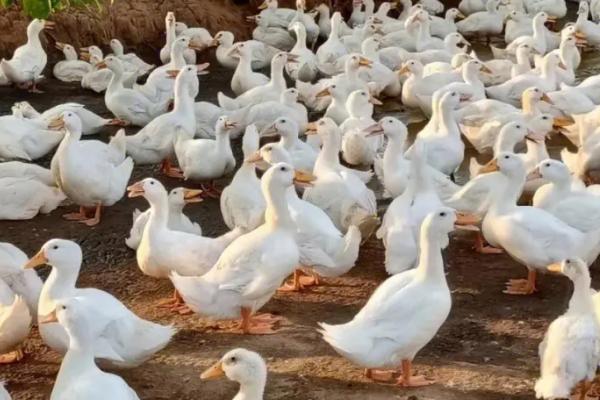 鸭子直接喂生大米可以吗，2月龄以上的鸭子可以喂