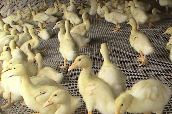 鸭子直接喂生大米可以吗，2月龄以上的鸭子可以喂