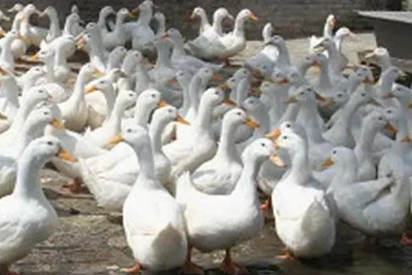 鸭子直接喂生大米可以吗，2月龄以上的鸭子可以喂