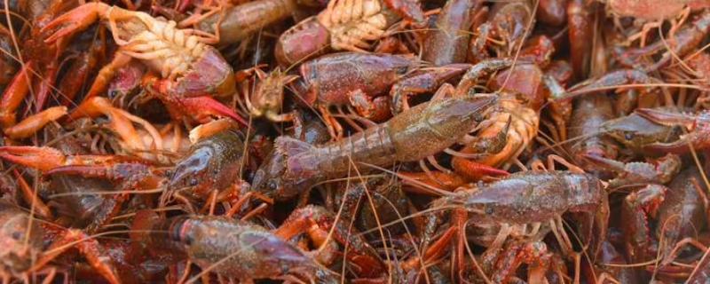 小龙虾常见的病害