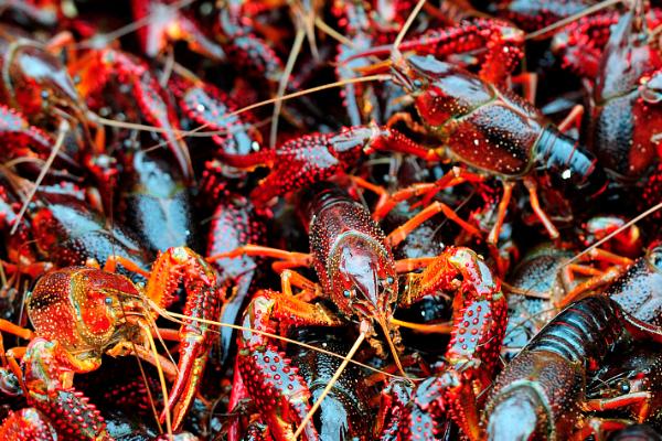 小龙虾常见的病害，不同病害的防治方法不同