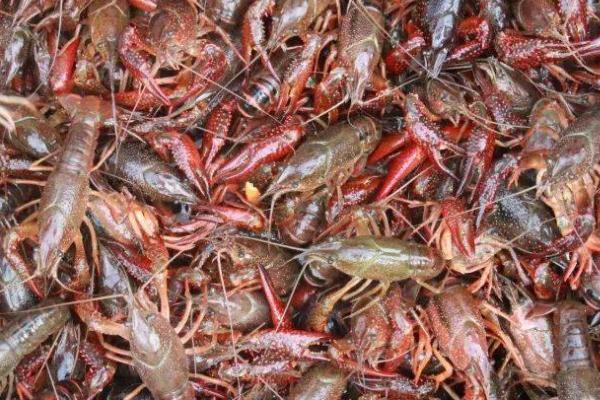 小龙虾常见的病害，不同病害的防治方法不同