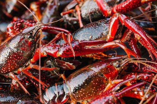 小龙虾常见的病害，不同病害的防治方法不同