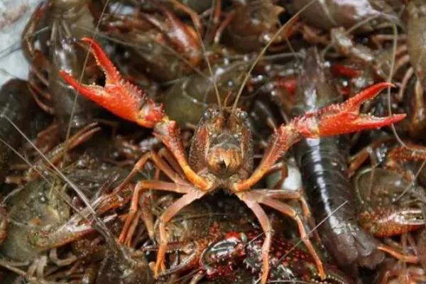 小龙虾常见的病害，不同病害的防治方法不同