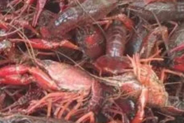 小龙虾常见的病害，不同病害的防治方法不同