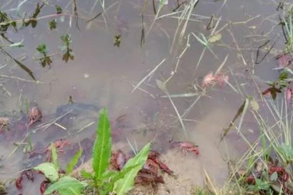 小龙虾常见的病害，不同病害的防治方法不同