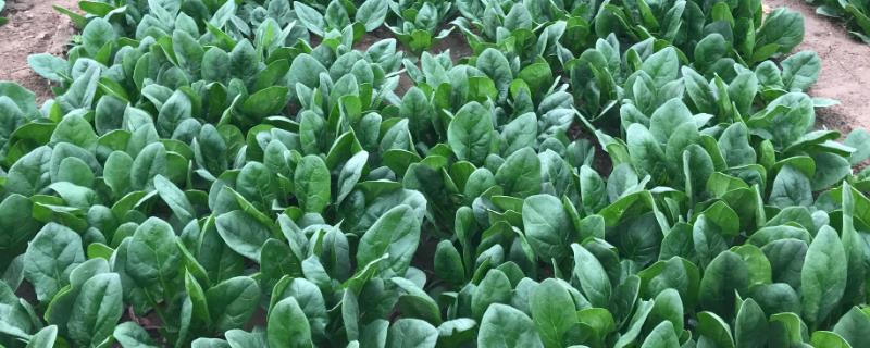 五月份能不能种菠菜