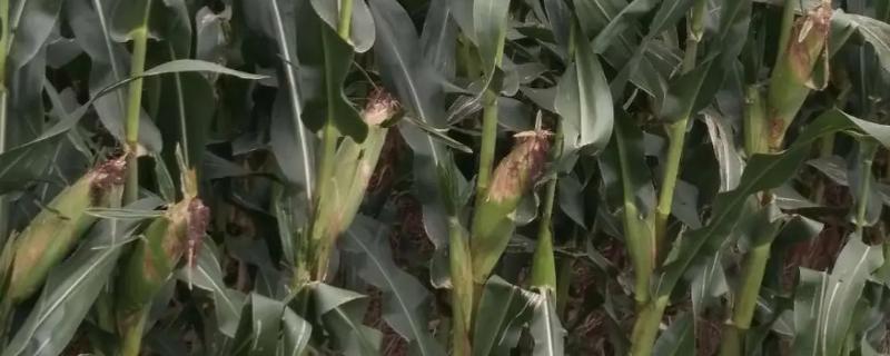 黑帝67玉米品种的特性